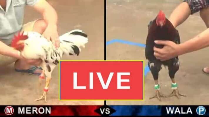 Đá gà tre trực tiếp - Bật Mí Bí Quyết Chiến Thắng Cực Đỉnh 3 đá gà tre trực tiếp