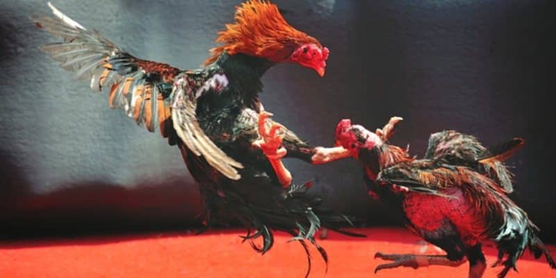 Điểm vượt trội của Đá Gà tại NEW88